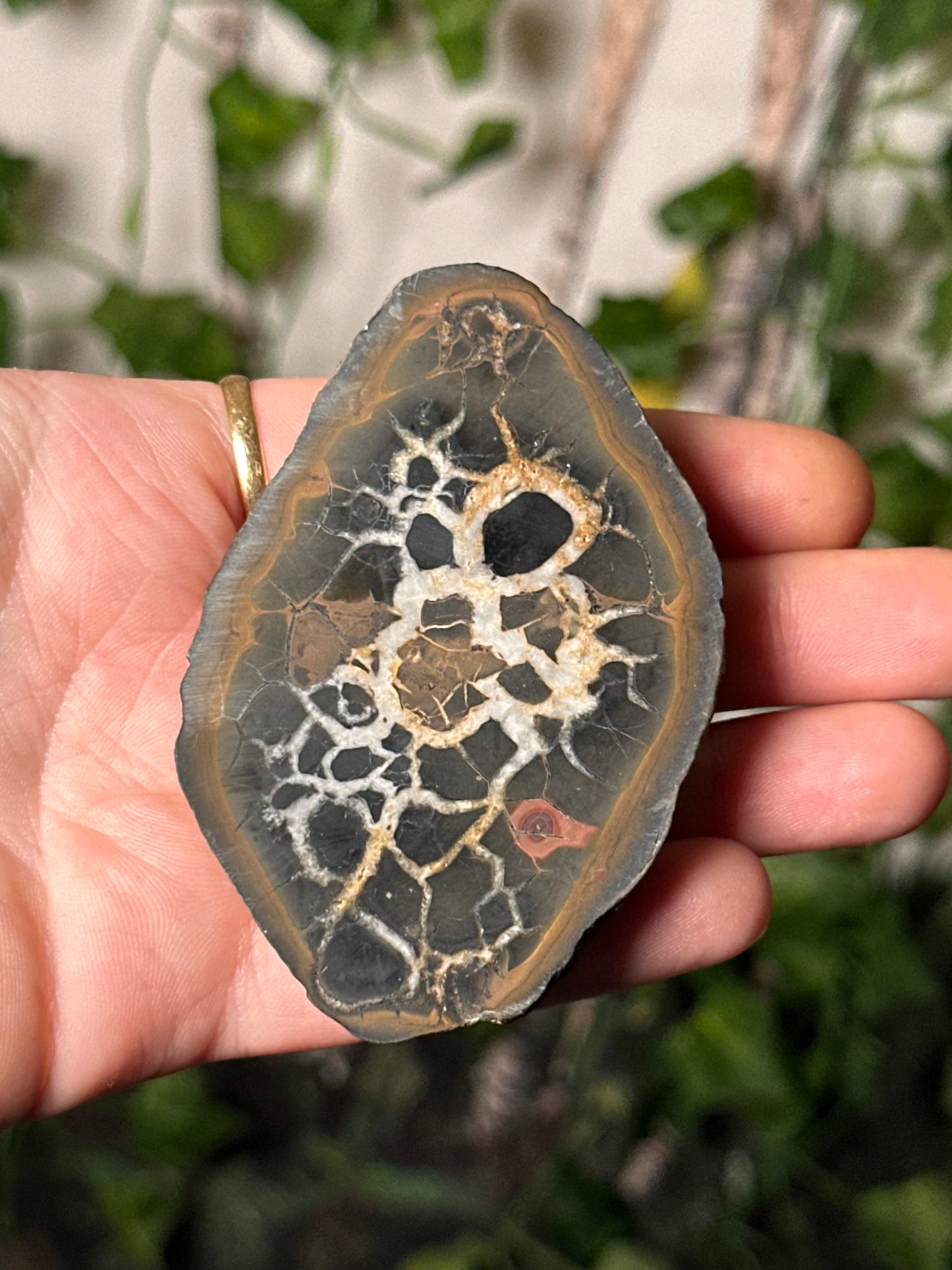 Half-Polished Septarian Nodule 6