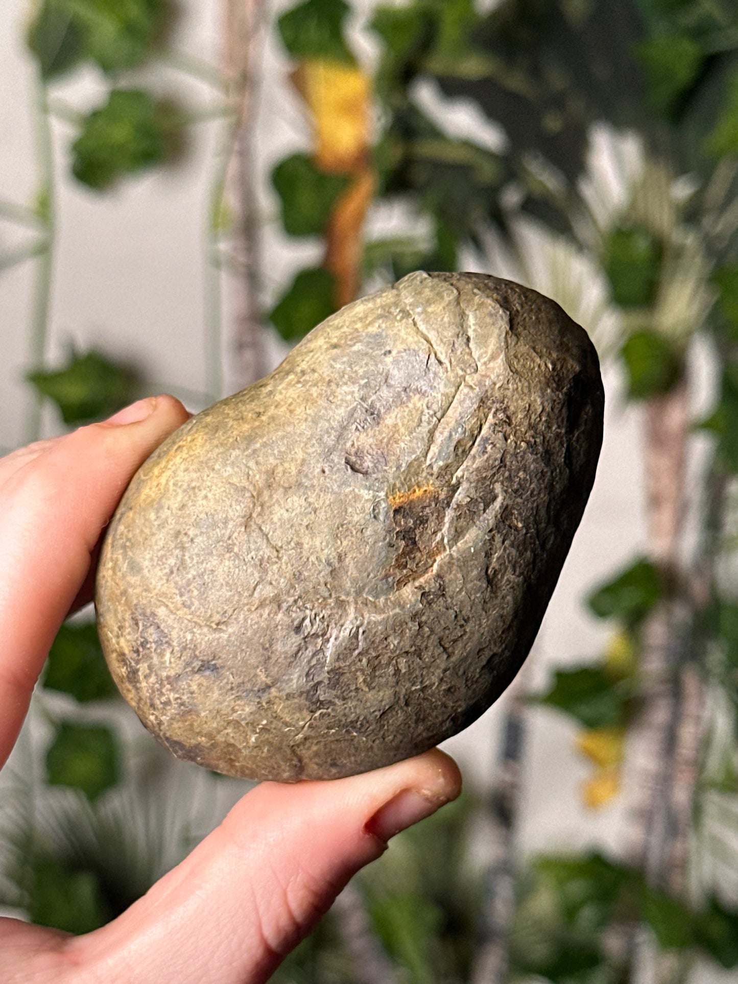 Half-Polished Septarian Nodule 7
