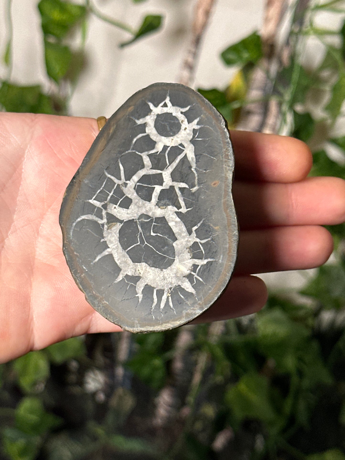 Half-Polished Septarian Nodule 7