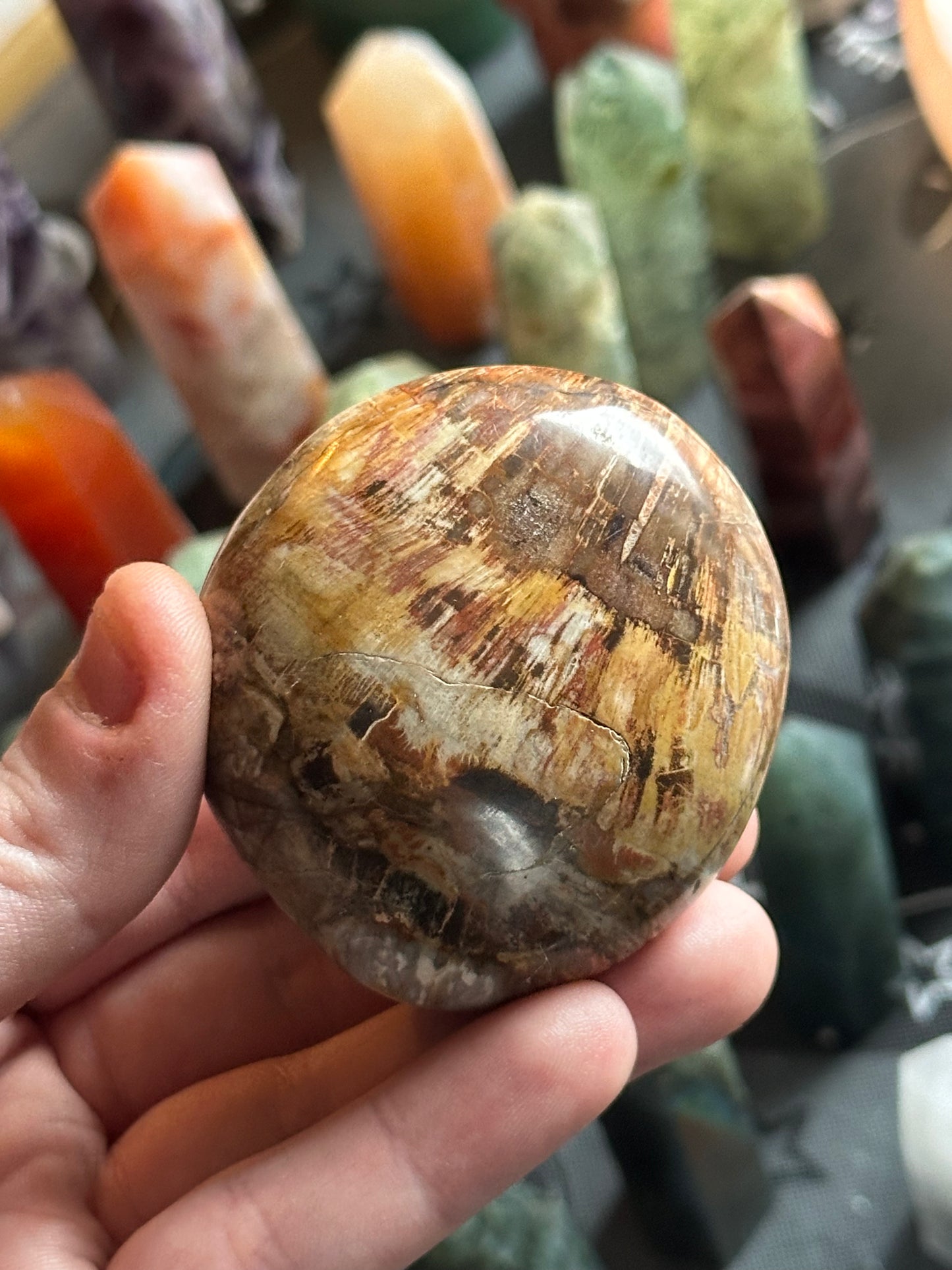 134g Petrified Wood Palmstone