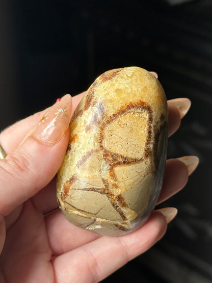 Septarian Palm Stone