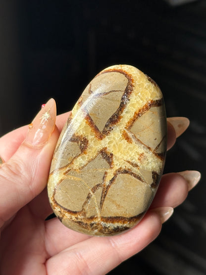 Septarian Palm Stone