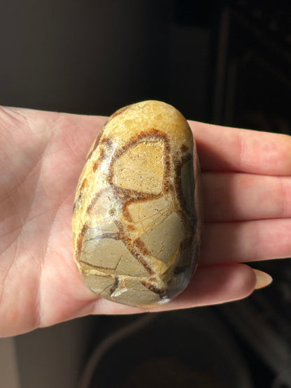 Septarian Palm Stone