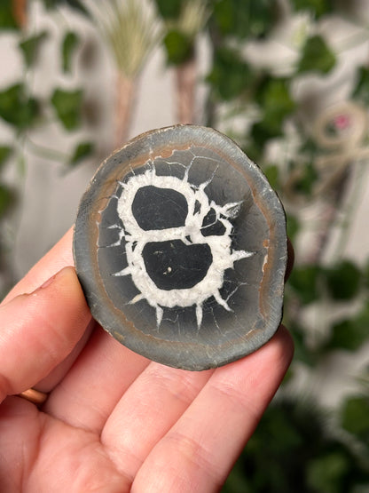 Half-Polished Septarian Nodule 1