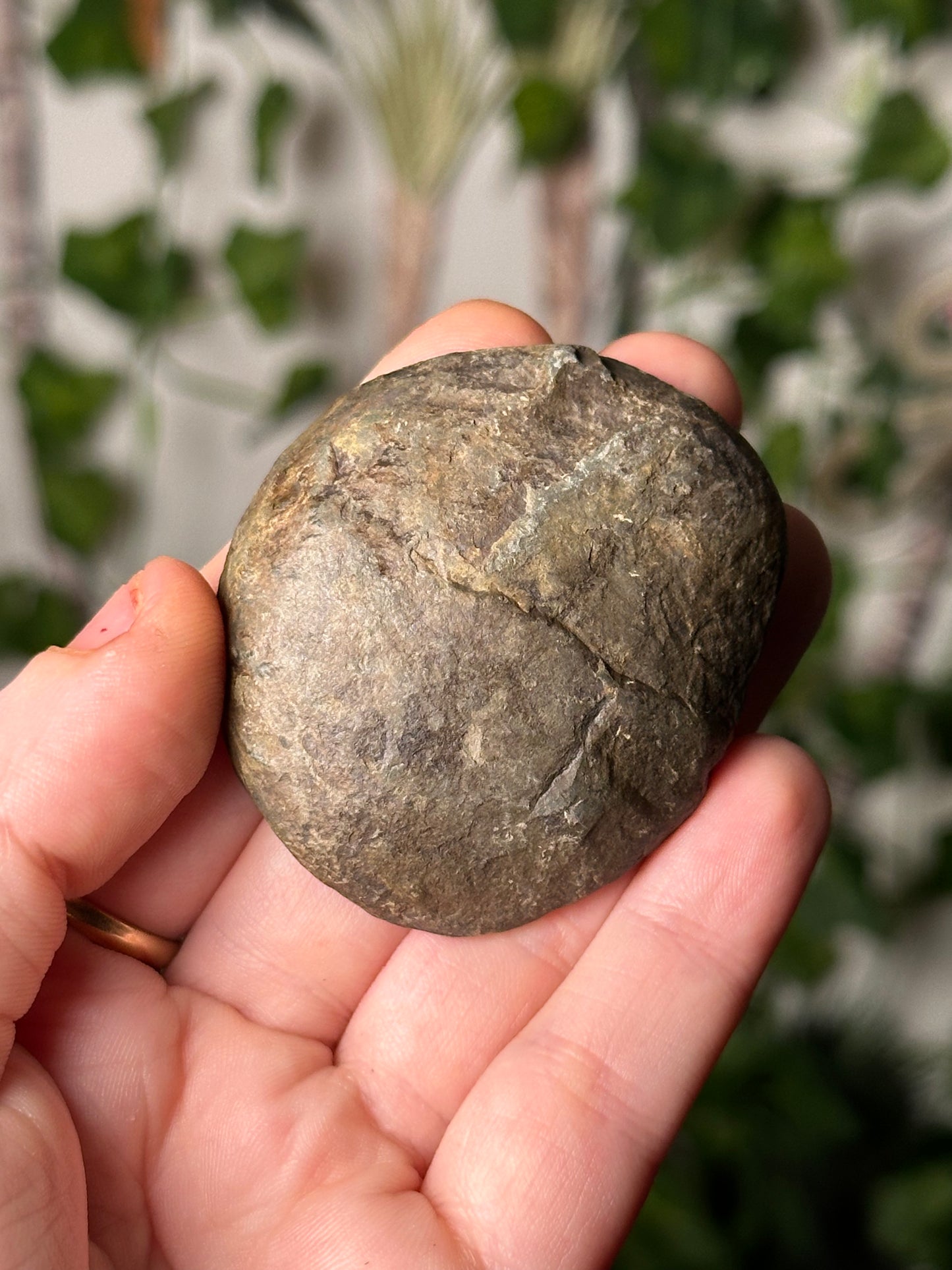 Half-Polished Septarian Nodule 1