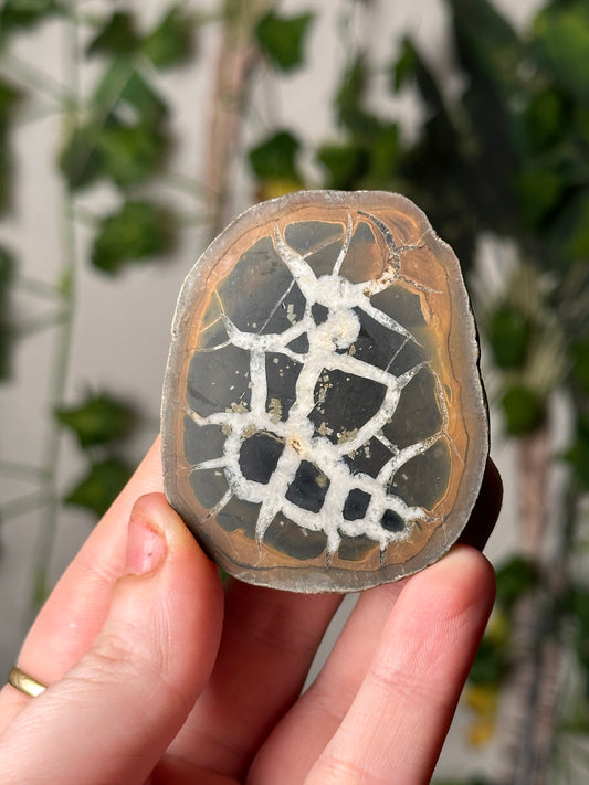 Half-Polished Septarian Nodule 2