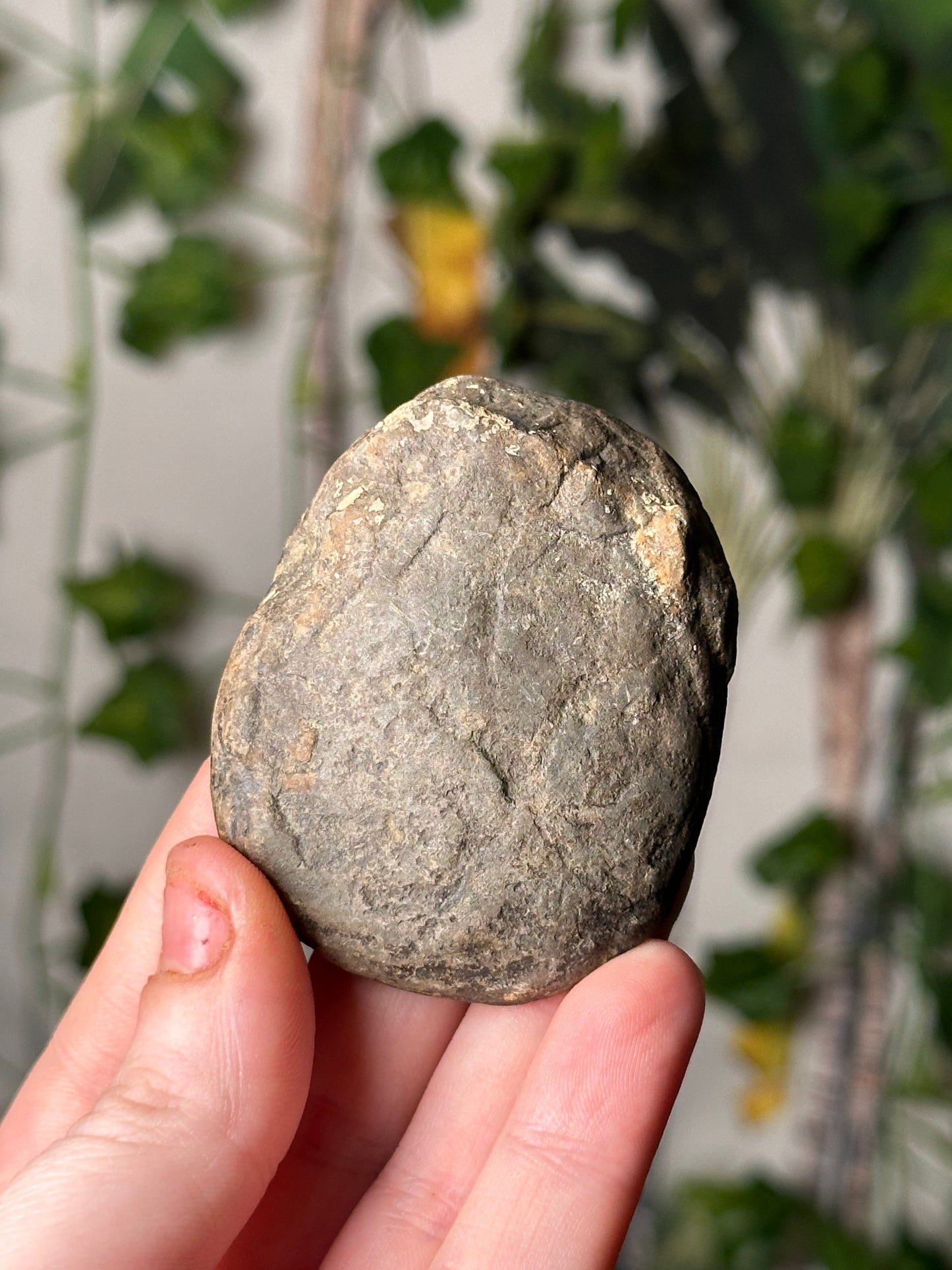 Half-Polished Septarian Nodule 2