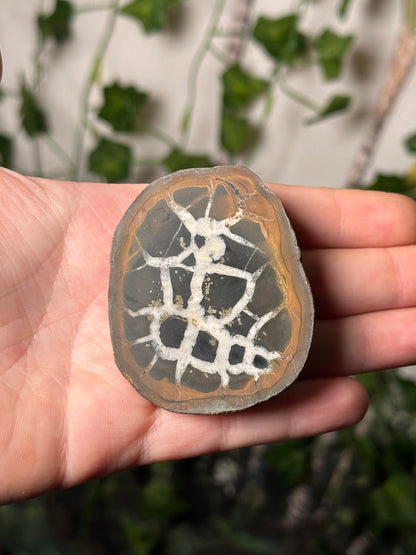 Half-Polished Septarian Nodule 2