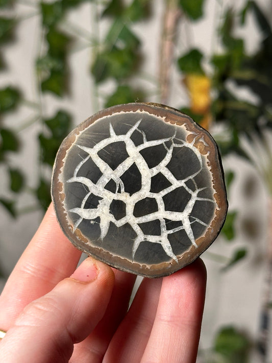 Half-Polished Septarian Nodule 3