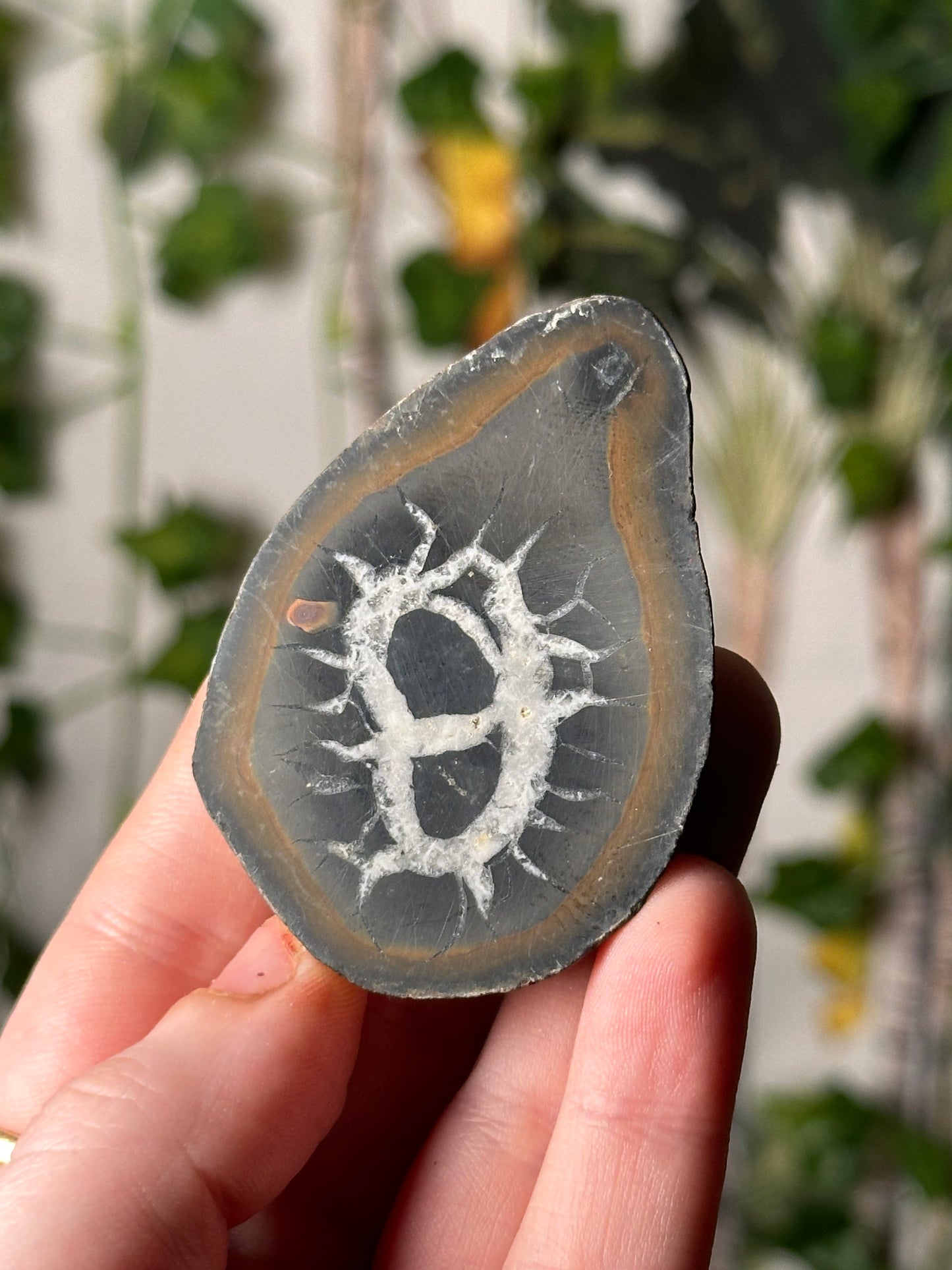 Half-Polished Septarian Nodule 4