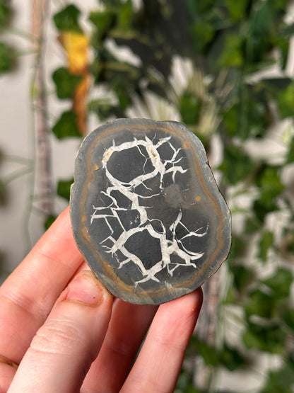 Half-Polished Septarian Nodule 5