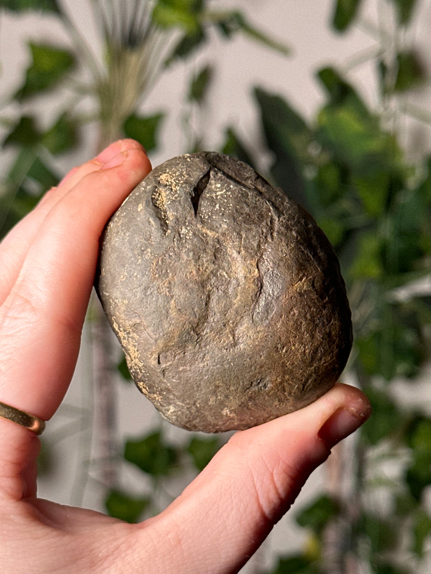 Half-Polished Septarian Nodule 5