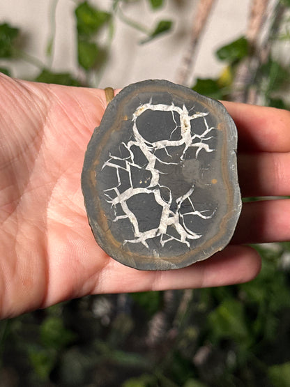 Half-Polished Septarian Nodule 5