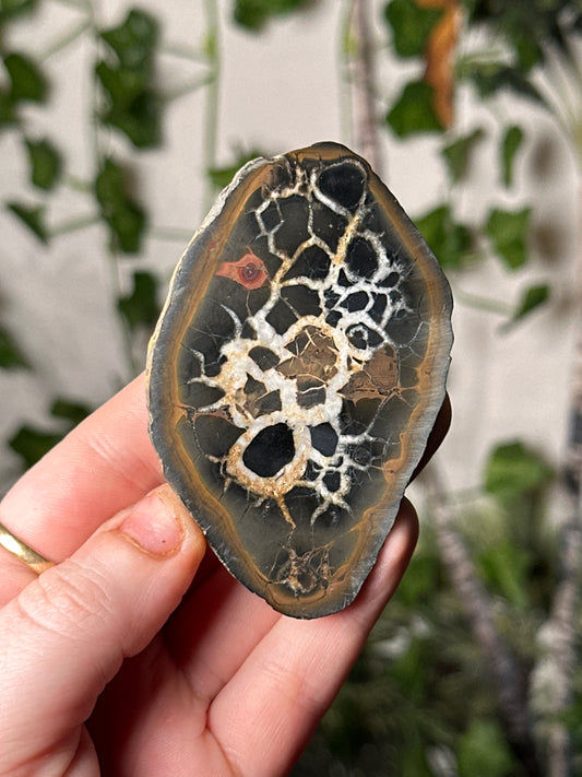 Half-Polished Septarian Nodule 6