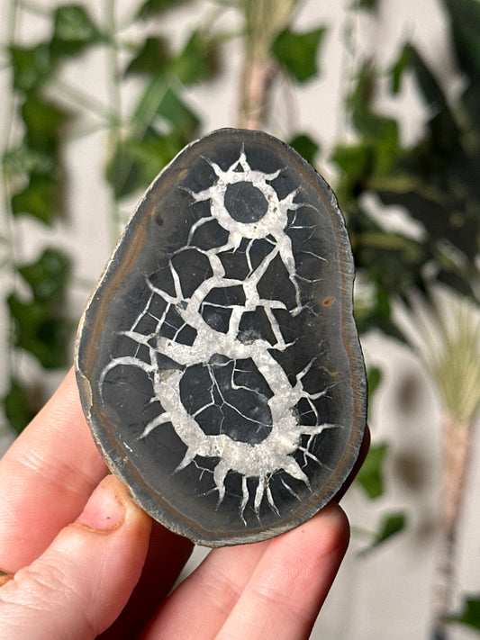 Half-Polished Septarian Nodule 7