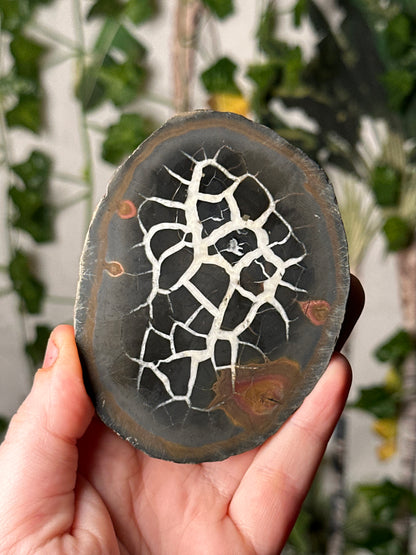 Half-Polished Septarian Nodule 8